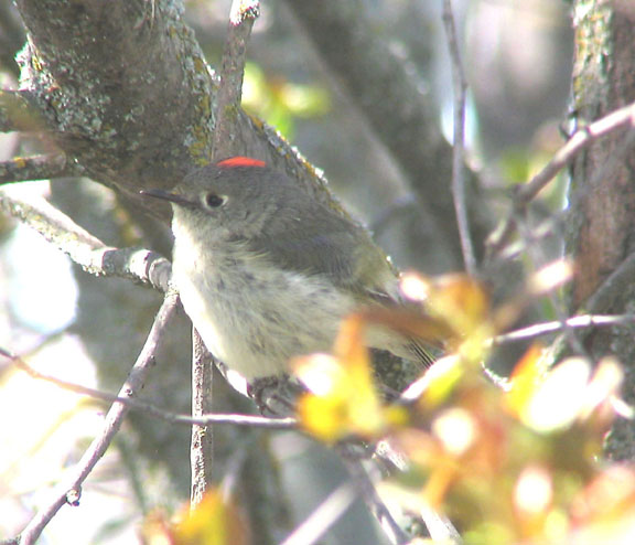 Ruby-crowned kinglet